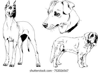 vector sketches of different breeds of dogs drawn in ink by hand with no background, selected objects