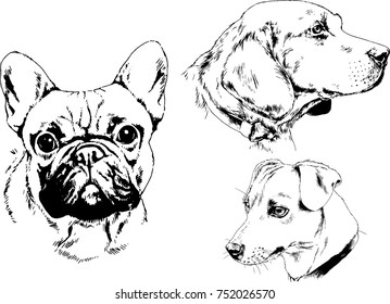 vector sketches of different breeds of dogs drawn in ink by hand with no background, selected objects