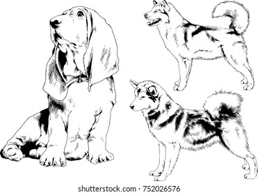 vector sketches of different breeds of dogs drawn in ink by hand with no background, selected objects