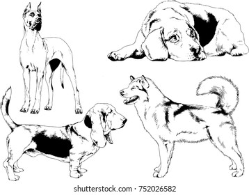 vector sketches of different breeds of dogs drawn in ink by hand with no background, selected objects