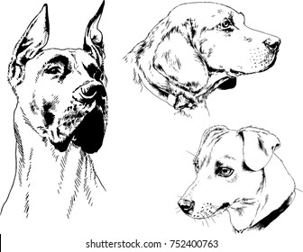 vector sketches of different breeds of dogs drawn in ink by hand with no background, selected objects
