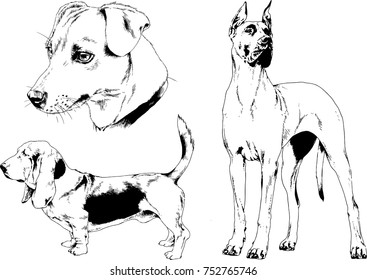 vector sketches of different breeds of dogs drawn in ink by hand with no background, selected objects