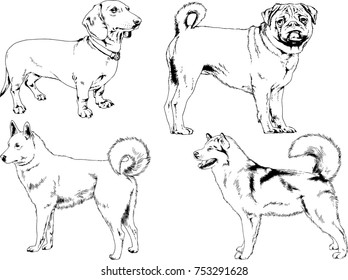 vector sketches of different breeds of dogs drawn in ink by hand with no background, selected objects