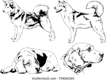 vector sketches of different breeds of dogs drawn in ink by hand with no background, selected objects