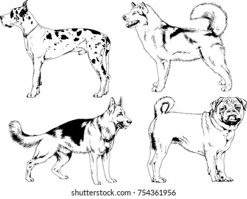 vector sketches of different breeds of dogs drawn in ink by hand with no background, selected objects