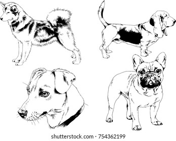 vector sketches of different breeds of dogs drawn in ink by hand with no background, selected objects