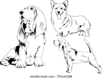 vector sketches of different breeds of dogs drawn in ink by hand with no background, selected objects