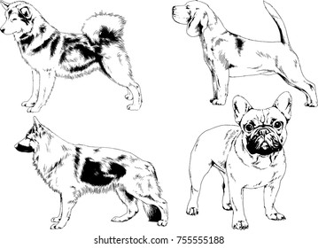 vector sketches of different breeds of dogs drawn in ink by hand with no background, selected objects