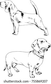 vector sketches of different breeds of dogs drawn in ink by hand with no background, selected objects