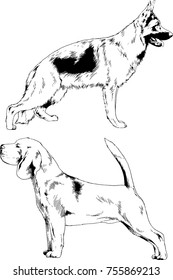 vector sketches of different breeds of dogs drawn in ink by hand with no background, selected objects