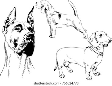 vector sketches of different breeds of dogs drawn in ink by hand with no background, selected objects
