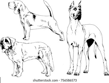 vector sketches of different breeds of dogs drawn in ink by hand with no background, selected objects