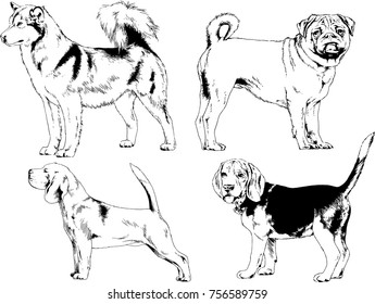 vector sketches of different breeds of dogs drawn in ink by hand with no background, selected objects