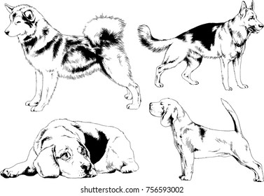 vector sketches of different breeds of dogs drawn in ink by hand with no background, selected objects