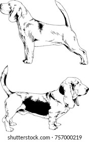 vector sketches of different breeds of dogs drawn in ink by hand with no background, selected objects