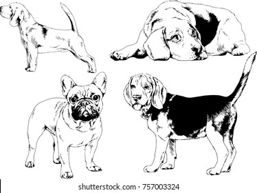 vector sketches of different breeds of dogs drawn in ink by hand with no background, selected objects