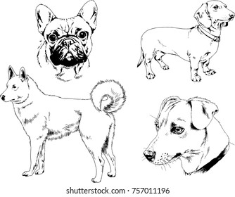 vector sketches of different breeds of dogs drawn in ink by hand with no background, selected objects