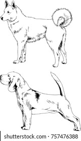 vector sketches of different breeds of dogs drawn in ink by hand with no background, selected objects