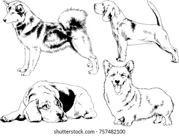 vector sketches of different breeds of dogs drawn in ink by hand with no background, selected objects