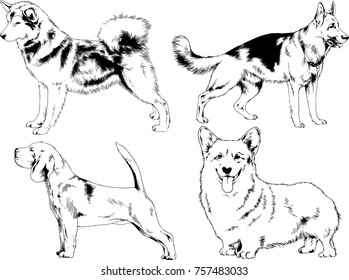 vector sketches of different breeds of dogs drawn in ink by hand with no background, selected objects