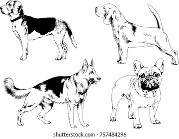 vector sketches of different breeds of dogs drawn in ink by hand with no background, selected objects