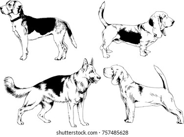 vector sketches of different breeds of dogs drawn in ink by hand with no background, selected objects