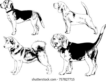 vector sketches of different breeds of dogs drawn in ink by hand with no background, selected objects