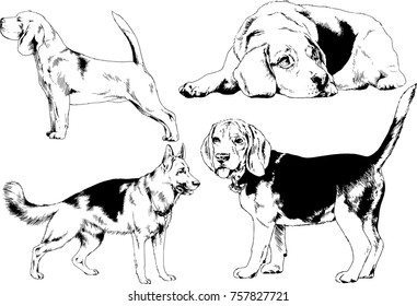 vector sketches of different breeds of dogs drawn in ink by hand with no background, selected objects