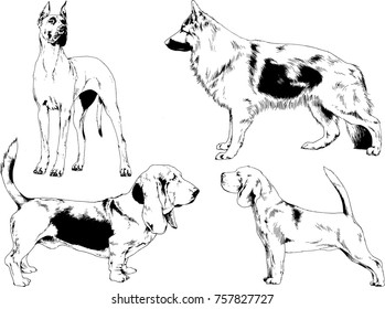 vector sketches of different breeds of dogs drawn in ink by hand with no background, selected objects