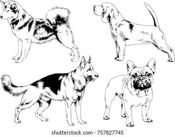 vector sketches of different breeds of dogs drawn in ink by hand with no background, selected objects