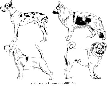 vector sketches of different breeds of dogs drawn in ink by hand with no background, selected objects