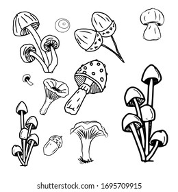 
vector sketches of nature. hand drawn set of forest plants, leaves, mushrooms, branches, cones, mountain ash. Kalina, seasonal plants, acorns, chestnuts. black line isolated illustrations .