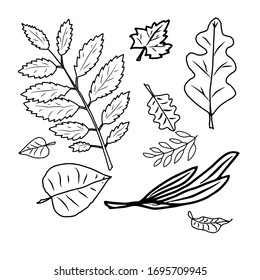 vector sketches of nature. hand drawn set of forest plants, leaves, mushrooms, branches, cones, mountain ash,kalina, acorns, chestnuts. black line isolated illustrations on white background.leaf 