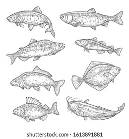 Vector sketches of sea and ocean fish animal. Salmon, tuna and perch, carp, trout and flounder, sheatfish, navaga and herring isolated fish sketch, sport or fish market theme