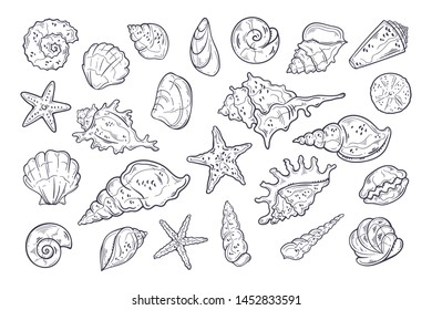 Vector sketching illustrations. Different types of seashells. Isolated objects for your design. 
