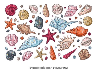 Vector sketching illustrations. Different types of seashells. Isolated objects for your design. 