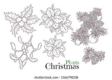 Vector sketching illustrations. Hand drawn Christmas plants Vector. Each object can be changed and moved for your design.