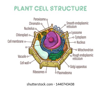 Plant Cell Drawing High Res Stock Images Shutterstock