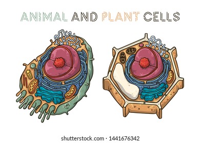 Vector sketching illustrations. Schematic structure of animal and plant cells. Isolated objects for educational material.