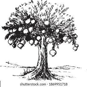 vector sketchy monochromatic illustration of a tree of life. pomegranate tree  black and white sketch