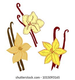 Vector sketchy set of vanilla flower and sticks drawn in different styles. Food, perfume themes, design element, image for printed goods.