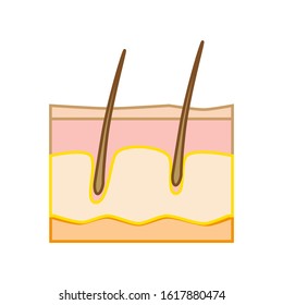 vector skin part icon of human skin layers