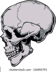 Vector skull artwork
