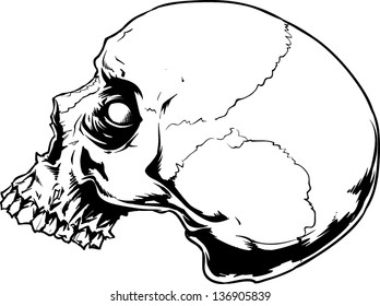 Vector skull artwork