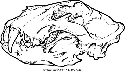 Vector skull artwork