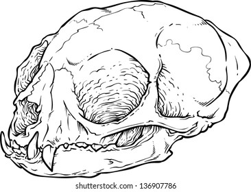 Vector skull artwork