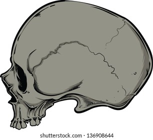 Vector skull artwork