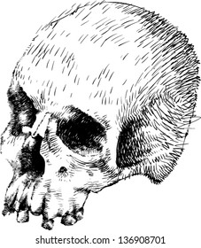 Vector skull artwork