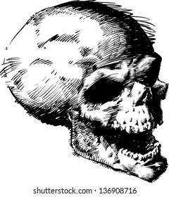 Vector skull artwork