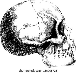 Vector skull artwork